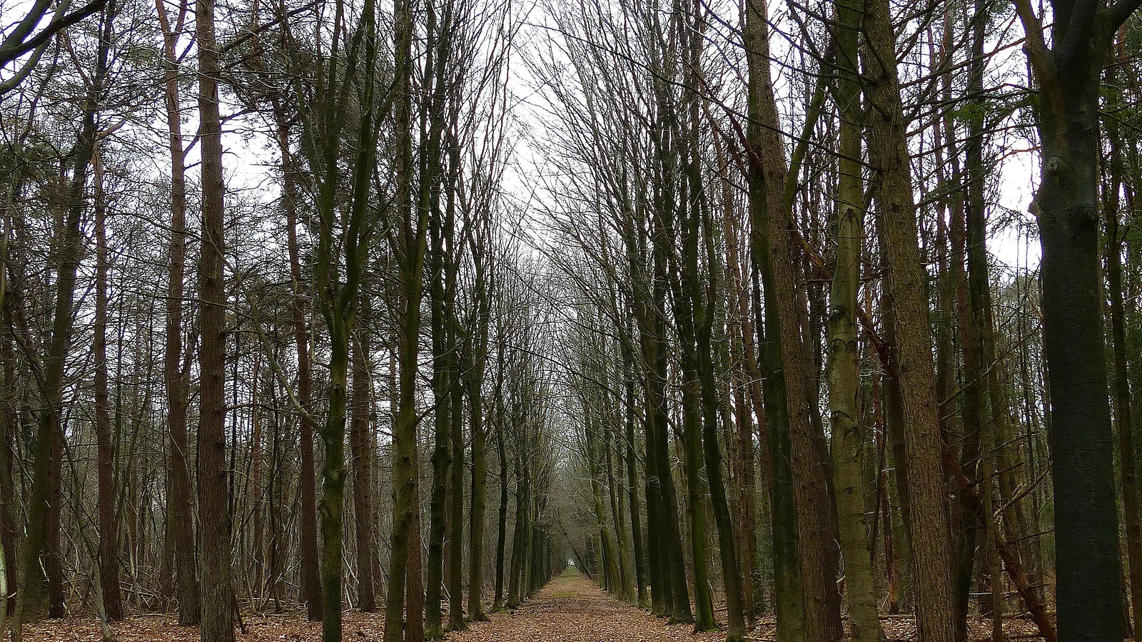Gratis Meetjesland: 4 toppers zonder ticket