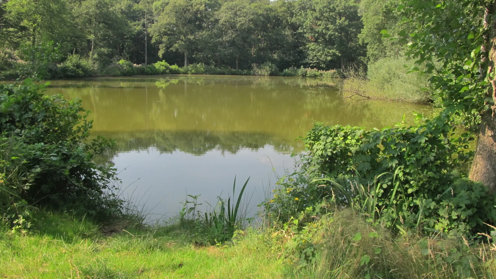 Het Leen in Eeklo: het bos in alle seizoenen